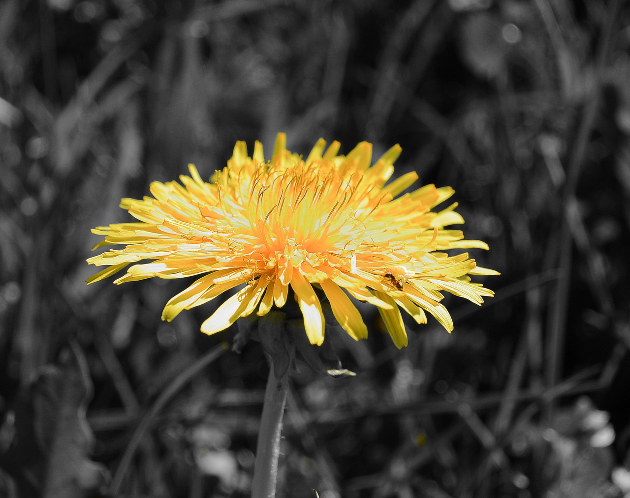 dandelion tussilago farfara nature free photo