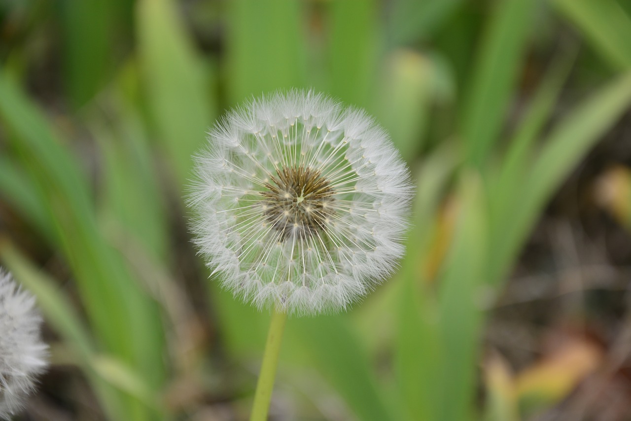 dandelion spring chongming free photo