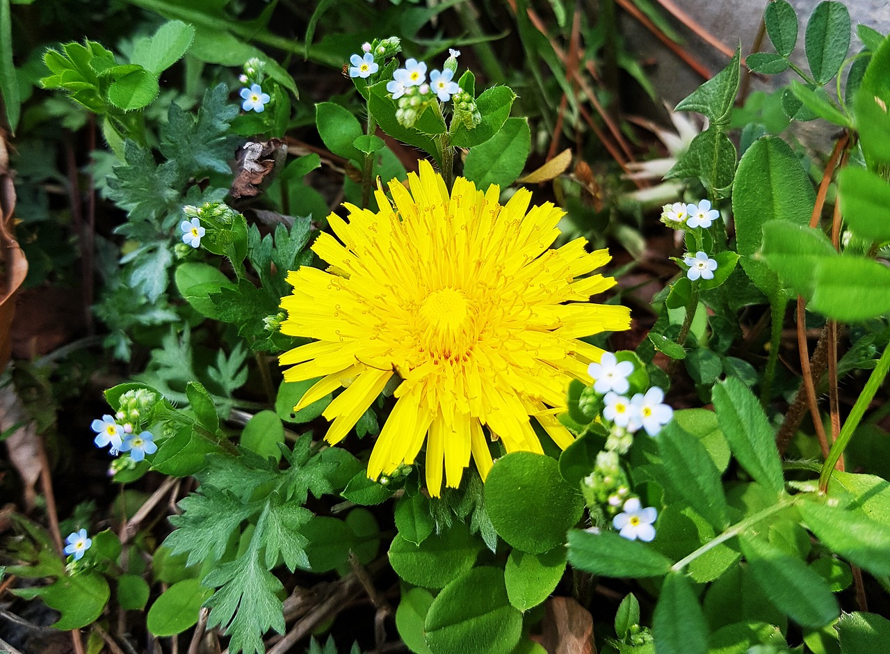 dandelion yellow flower yellow free photo