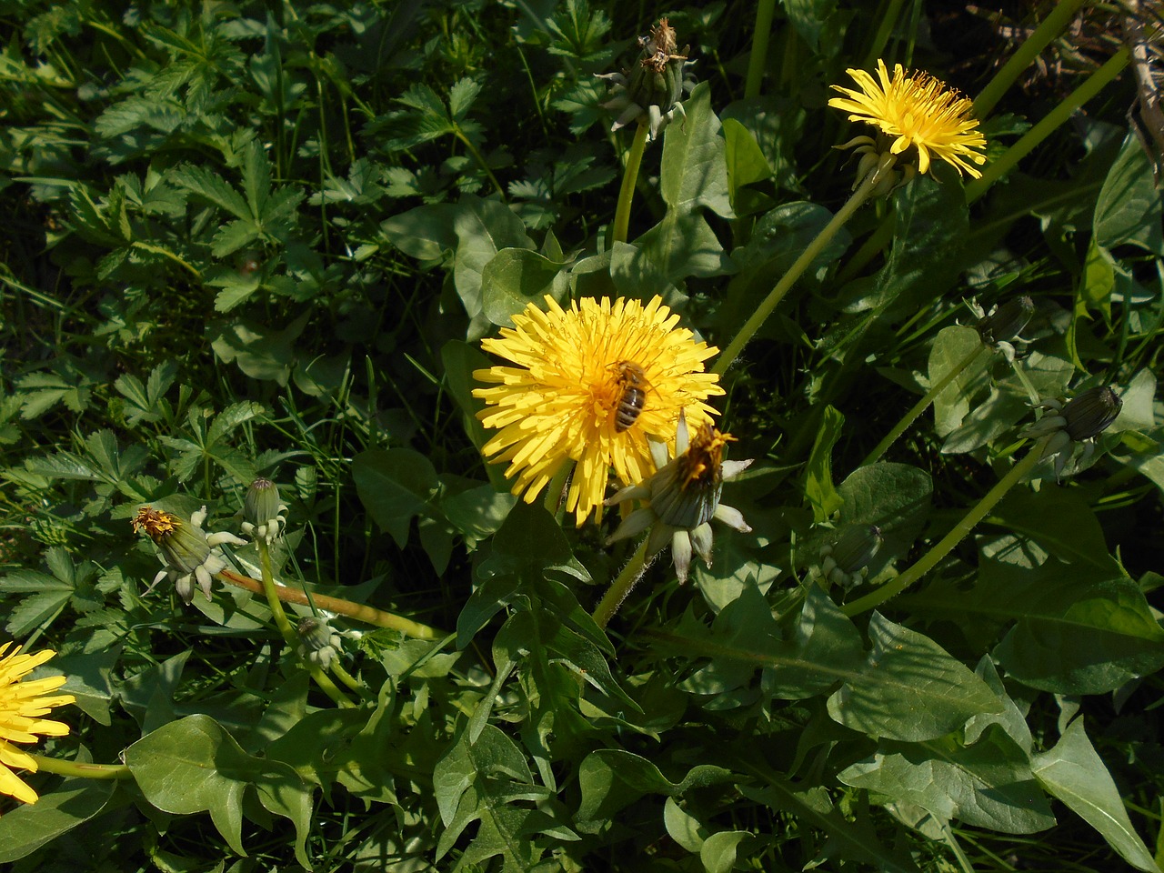 dandelion flower yellow free photo