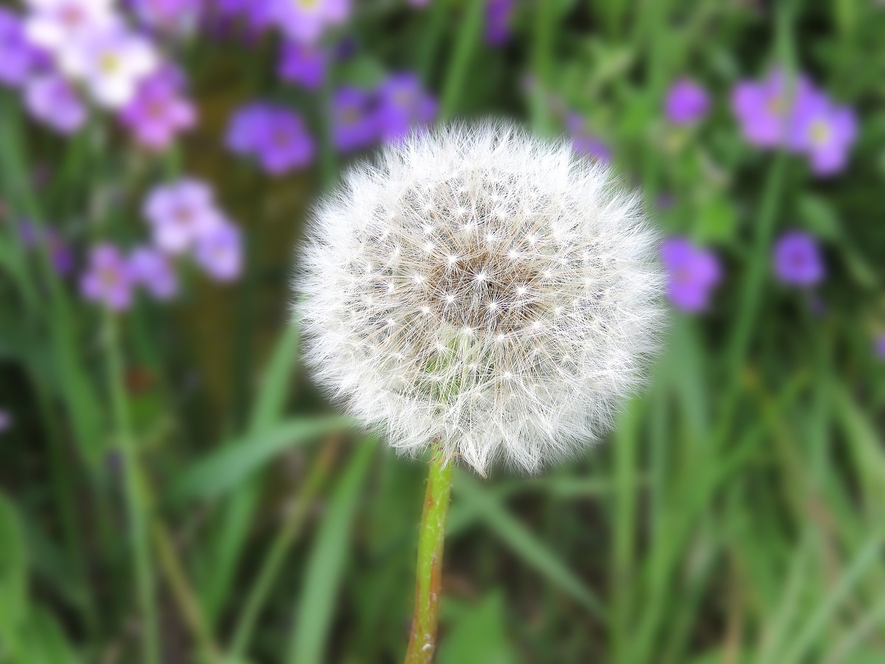 dandelion flower common dandelion free photo