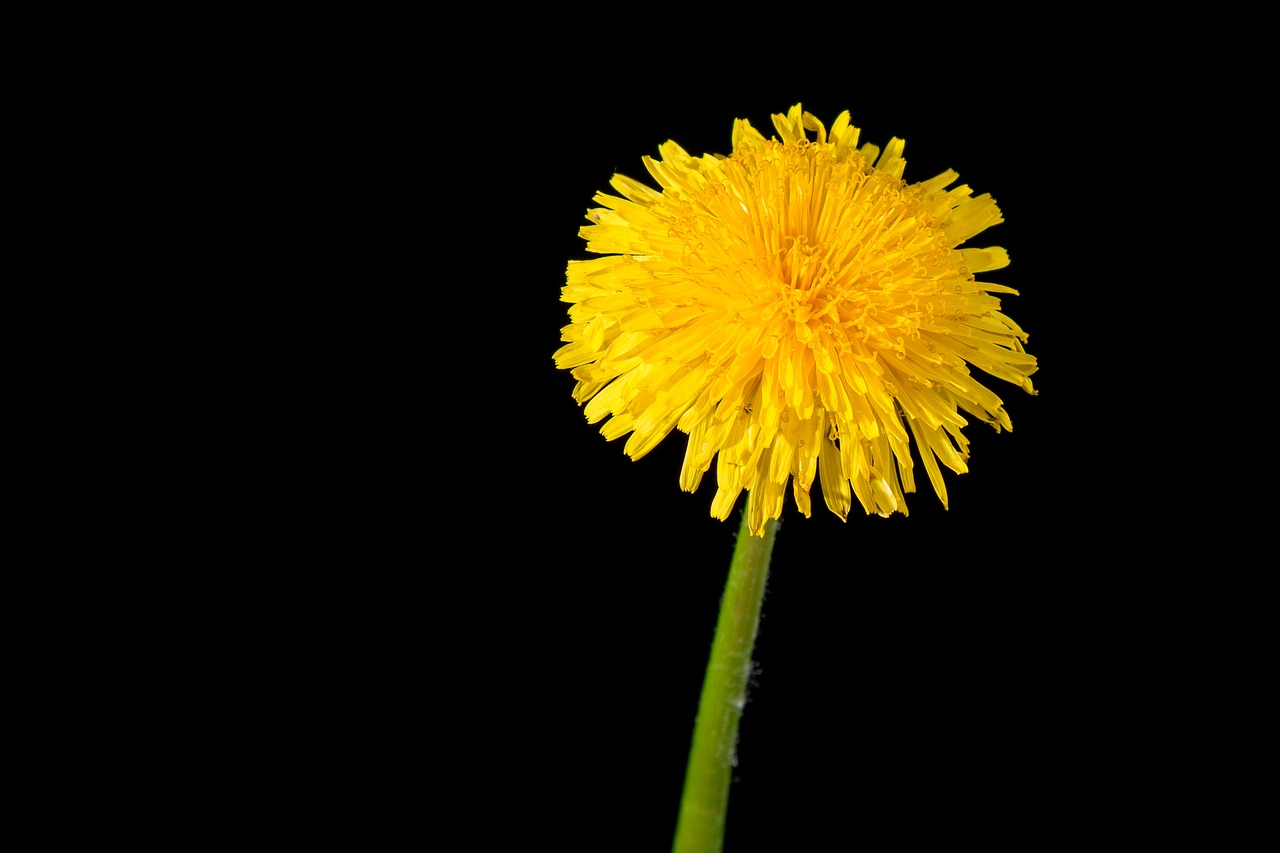 dandelion yellow flower free photo