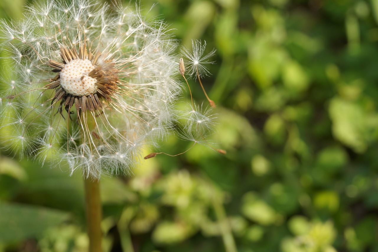 dandelion blossom bloom free photo