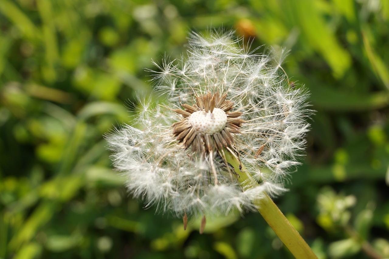 dandelion seeds garden free photo