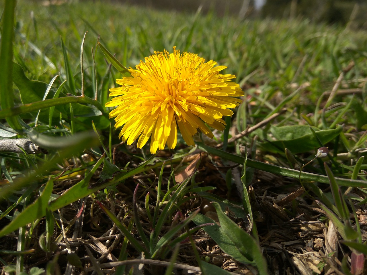 dandelion a yellow flower flowers of the field free photo