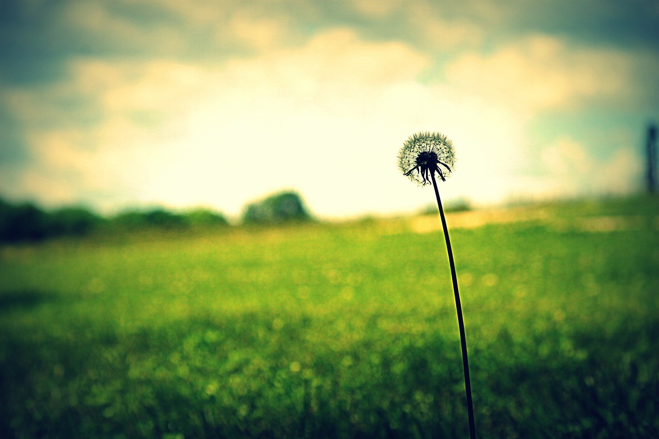 dandelion flower grass free photo