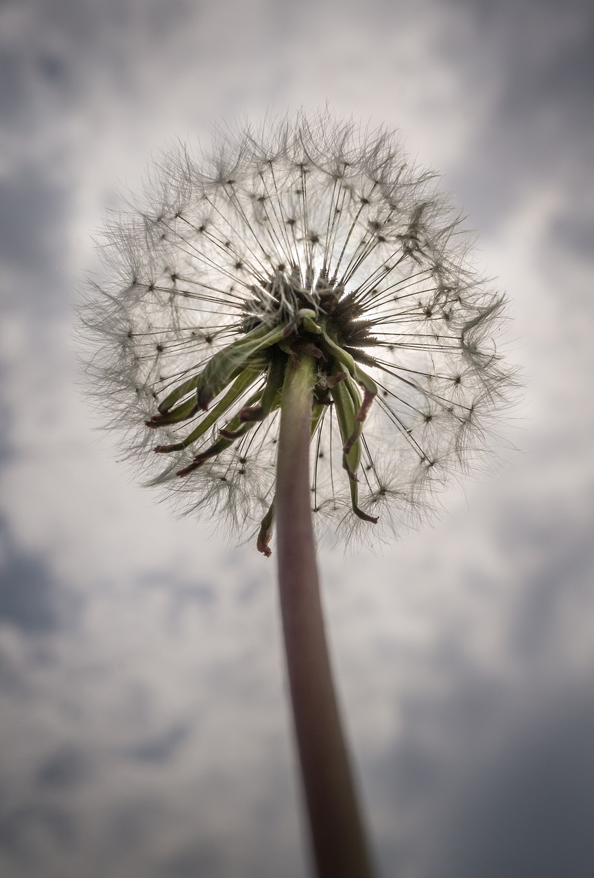 dandelion mr hall seeds free photo