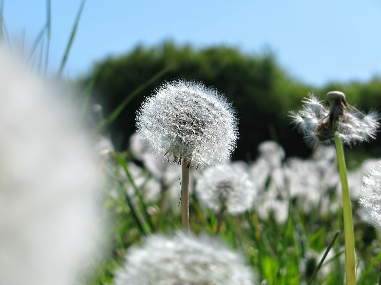 dandelion flowers spring free photo