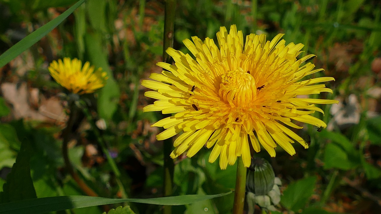 dandelion yellow flower roadside free photo