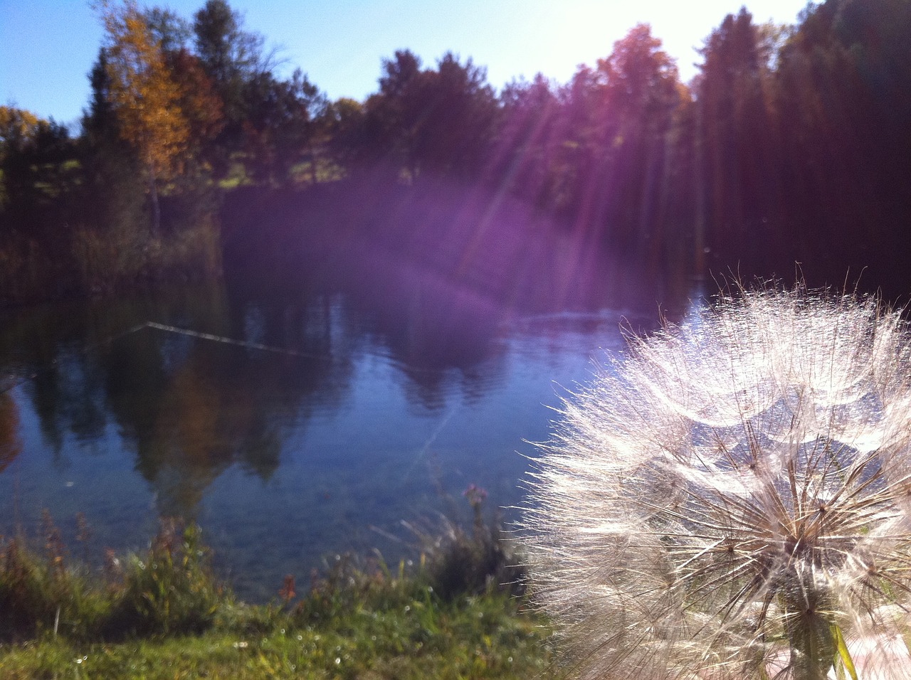 dandelion sun rays nature free photo