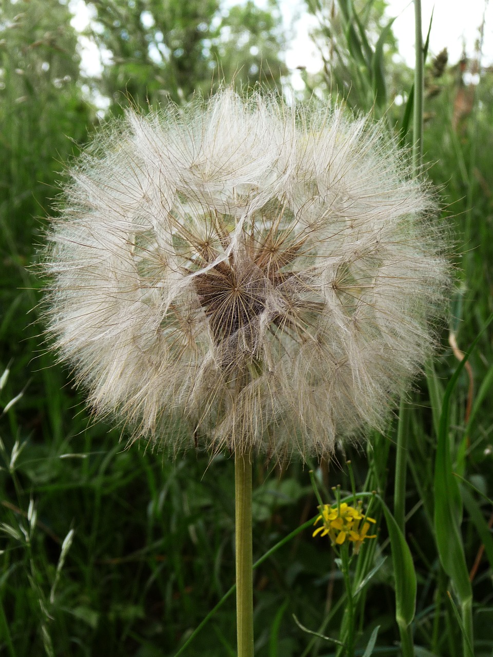 dandelion sonchus oleraceus meadow free photo