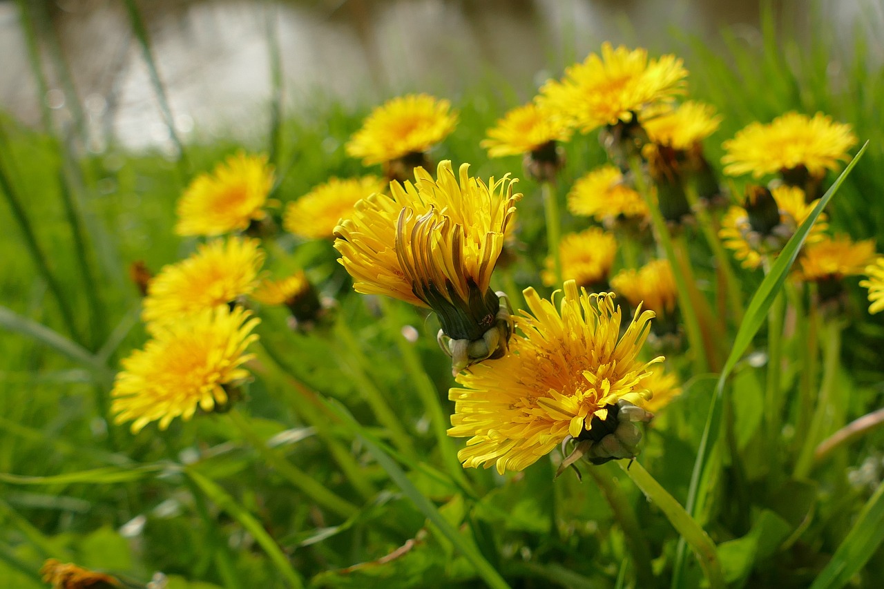 dandelion flower yellow free photo