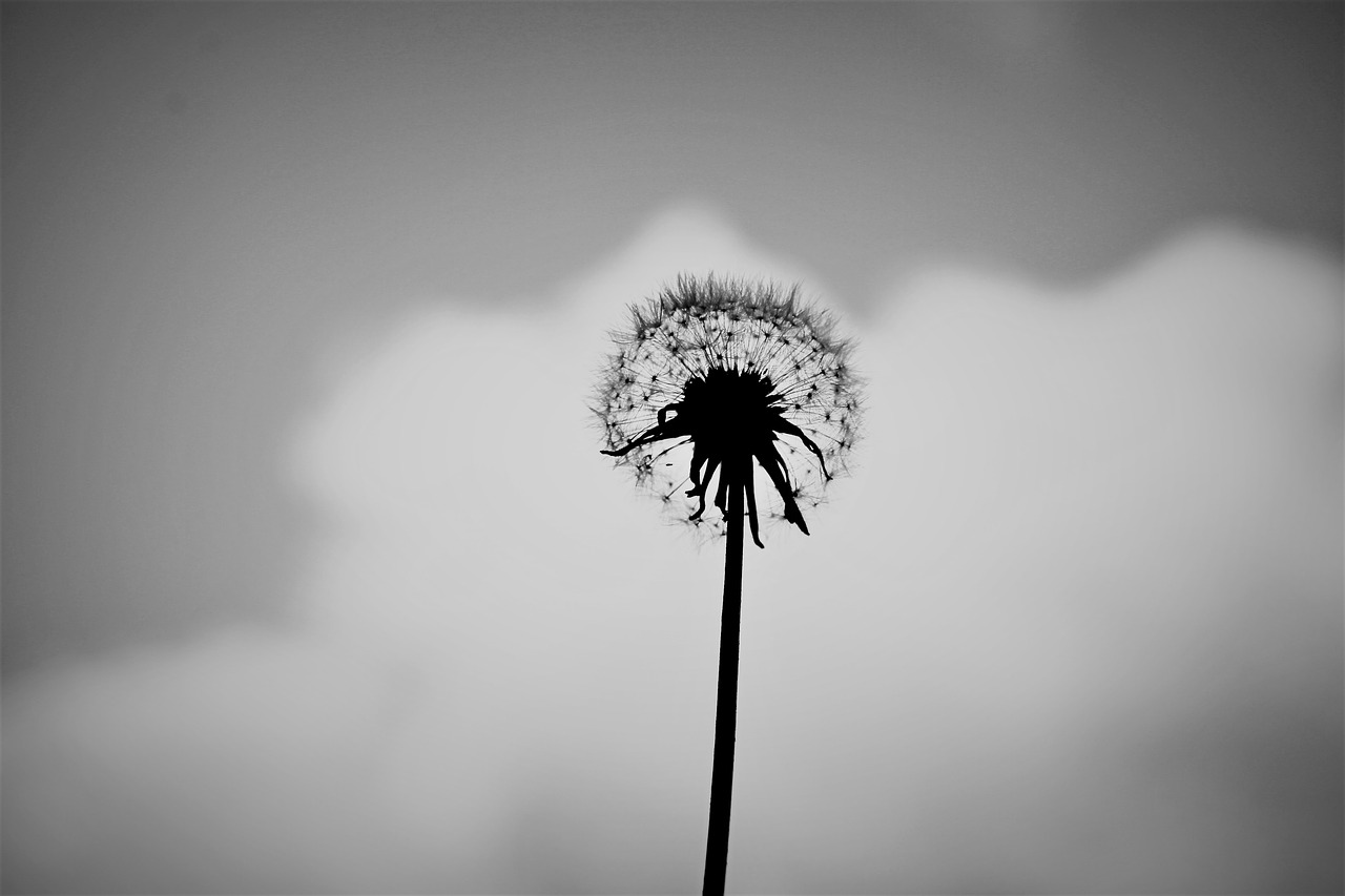 dandelion alone black and white free photo