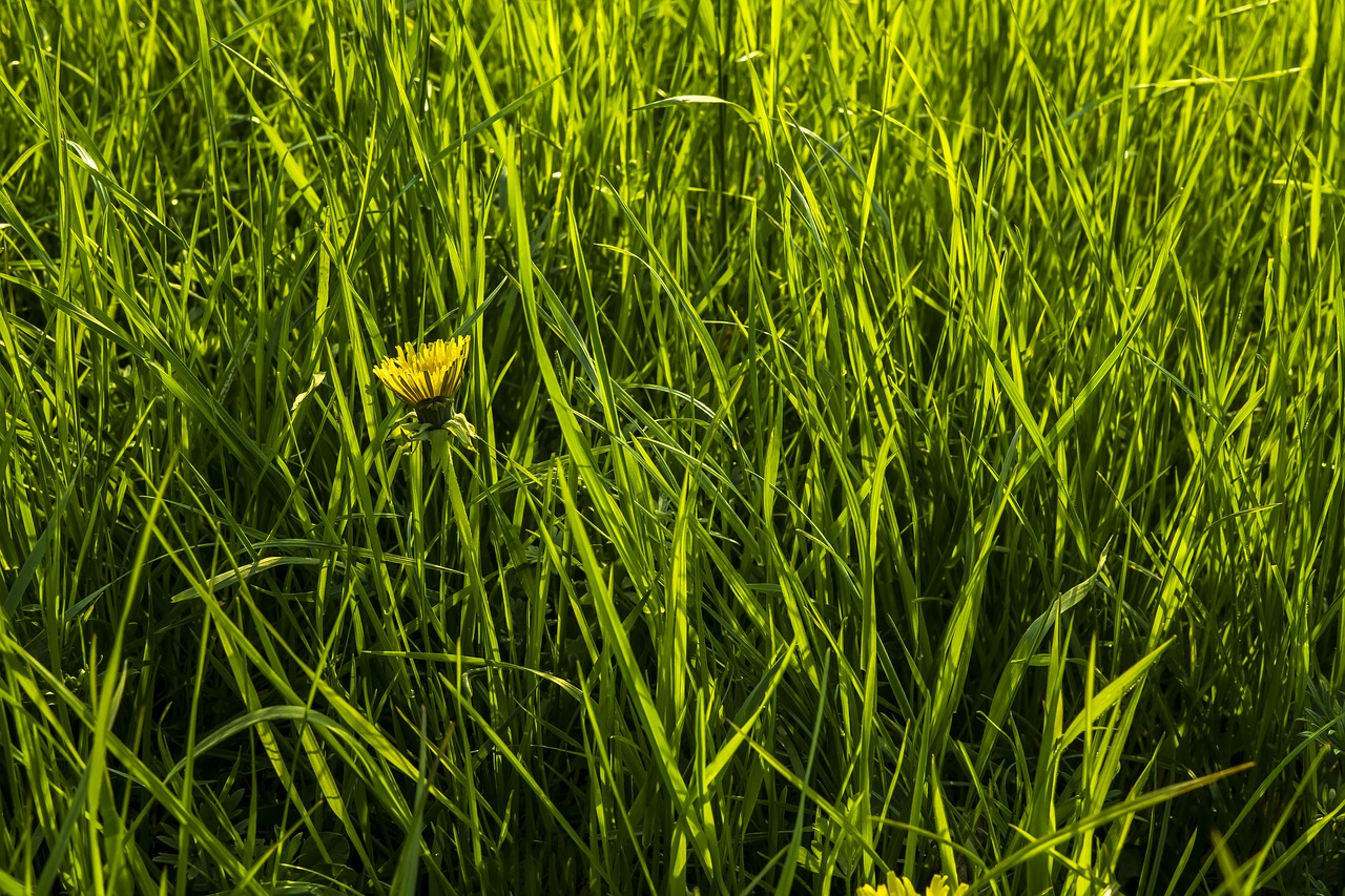 dandelion grass meadow free photo
