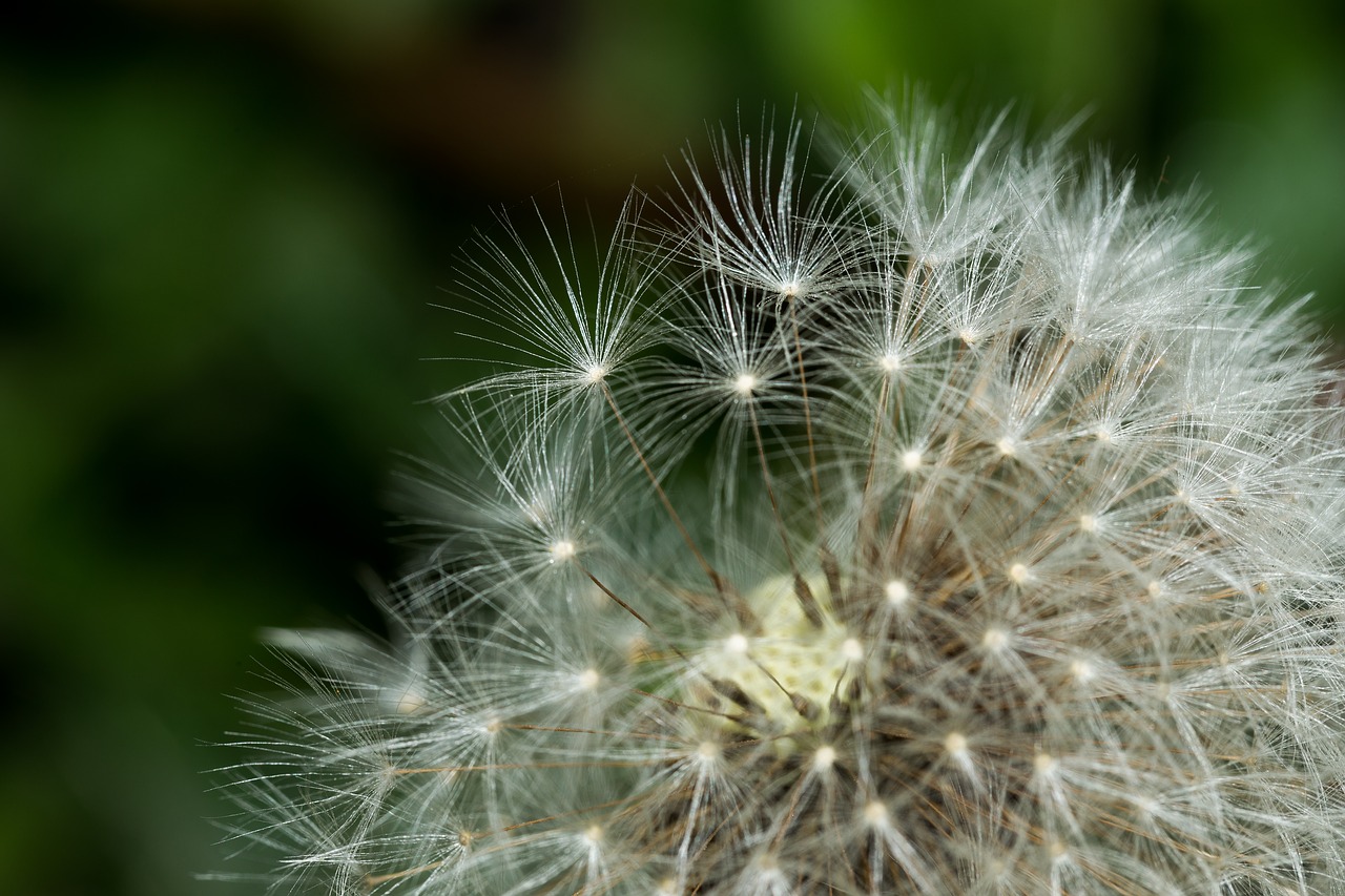 dandelion seeds macro free photo