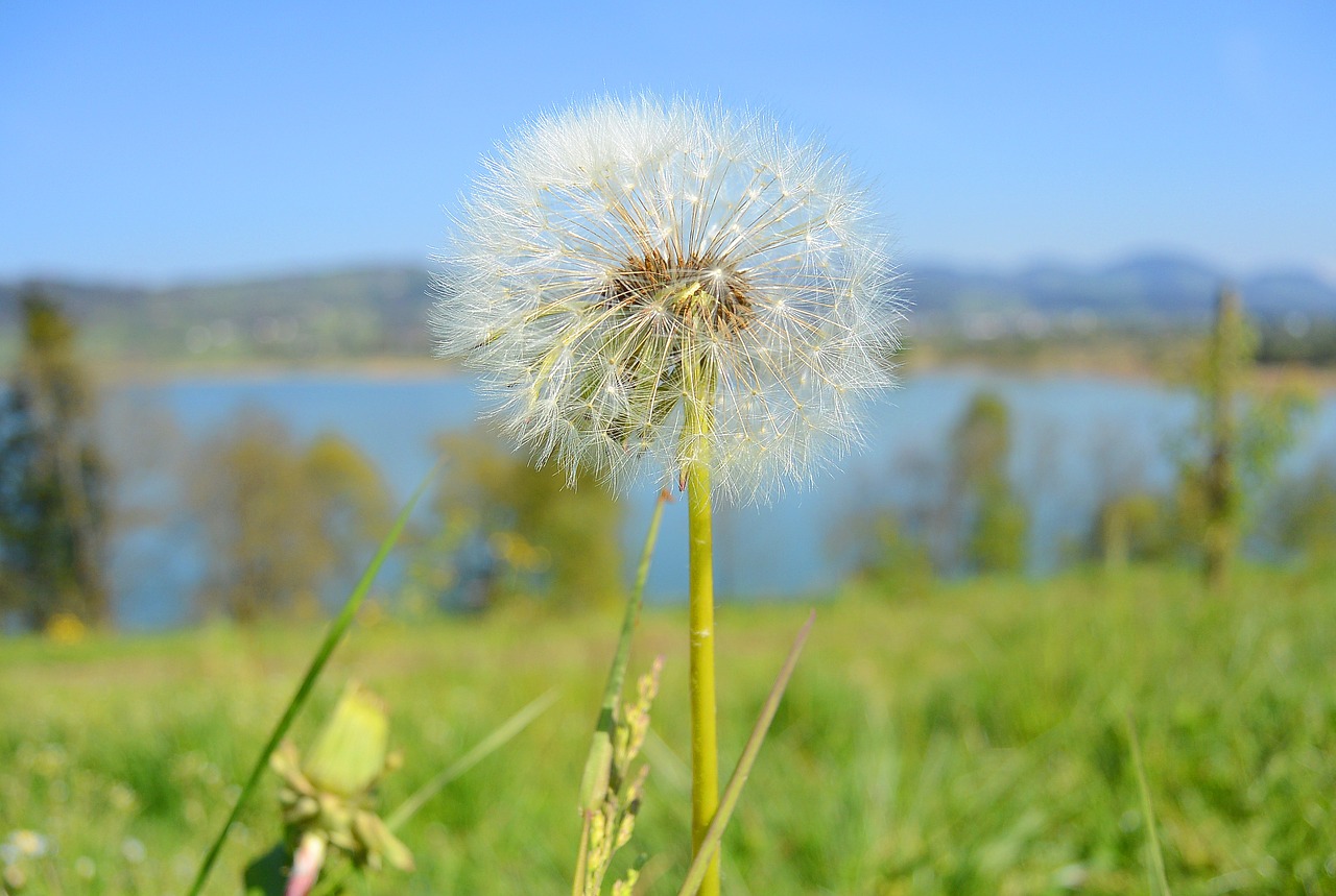 dandelion tussilago farfara close free photo