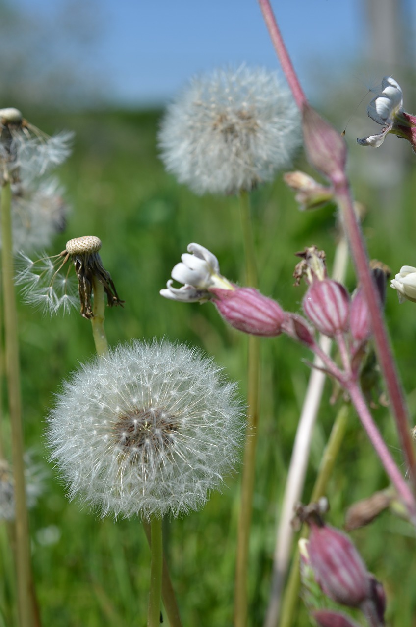 dandelion taraxacum officinale meadow free photo