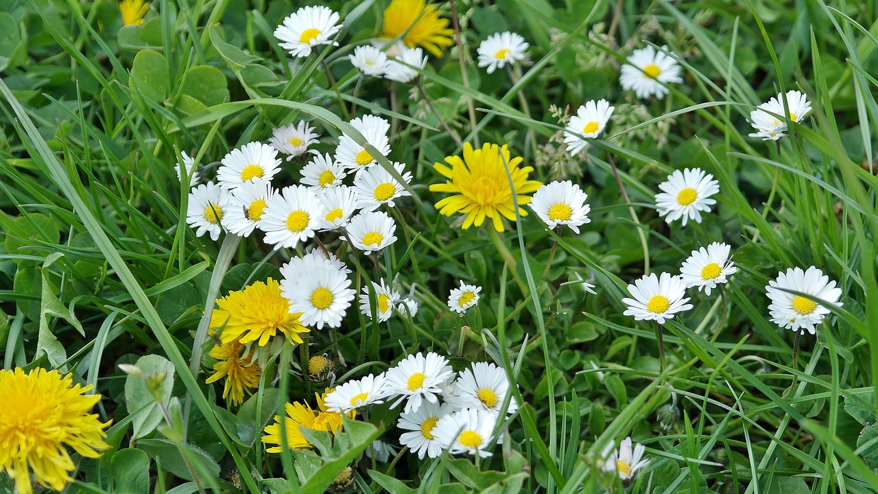 dandelion daisy meadow free photo