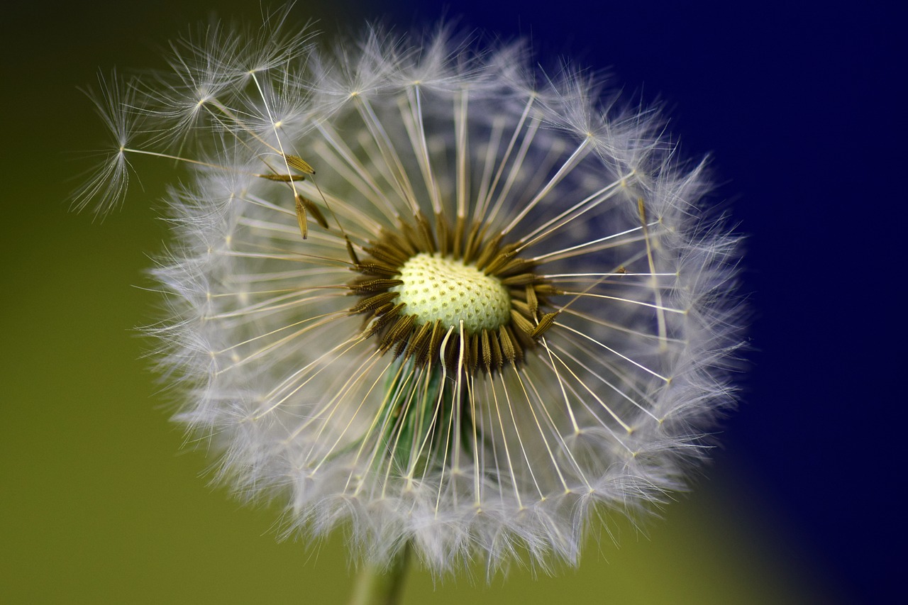 dandelion seeds flower free photo