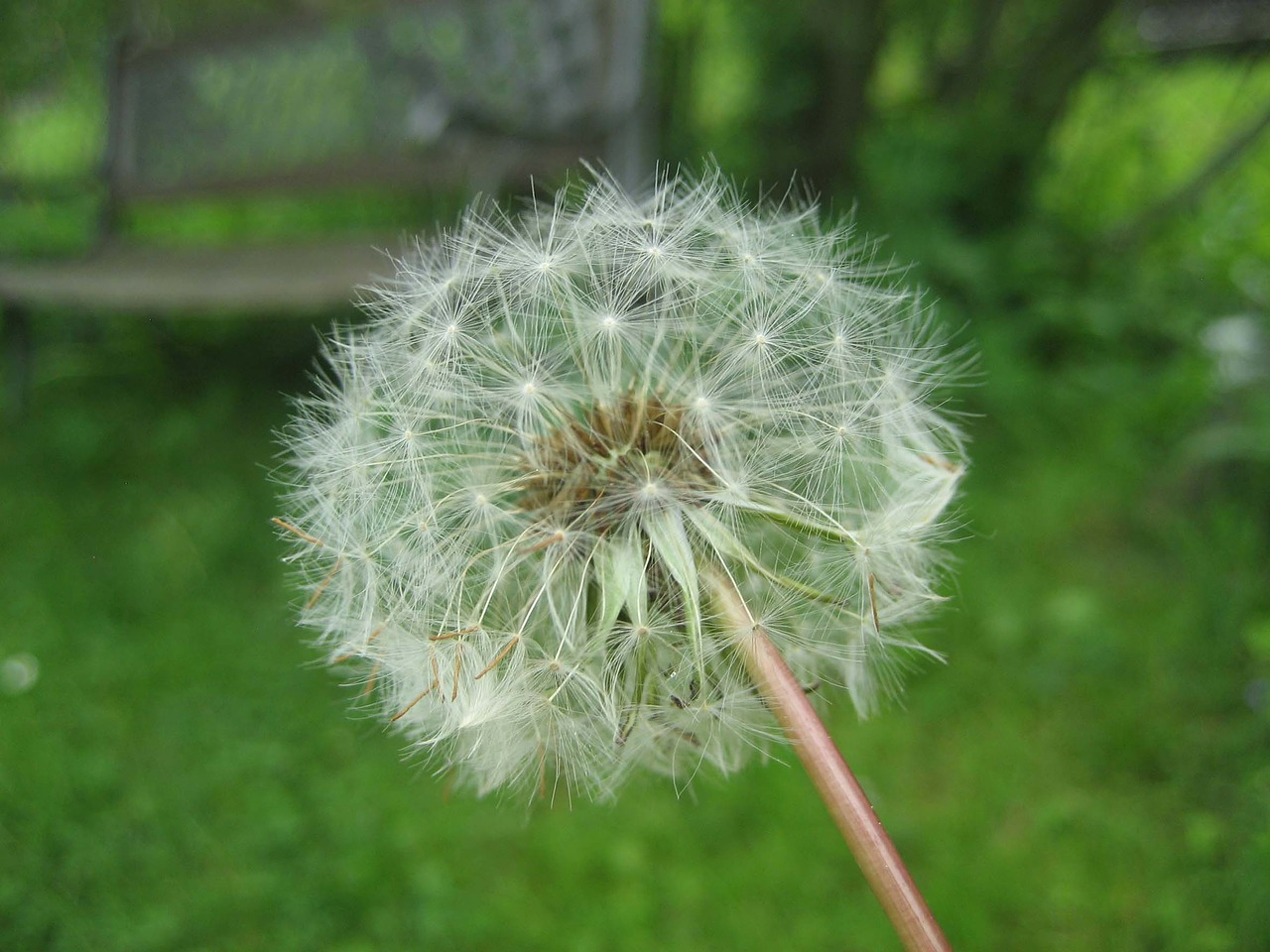 dandelion weed wild herb free photo