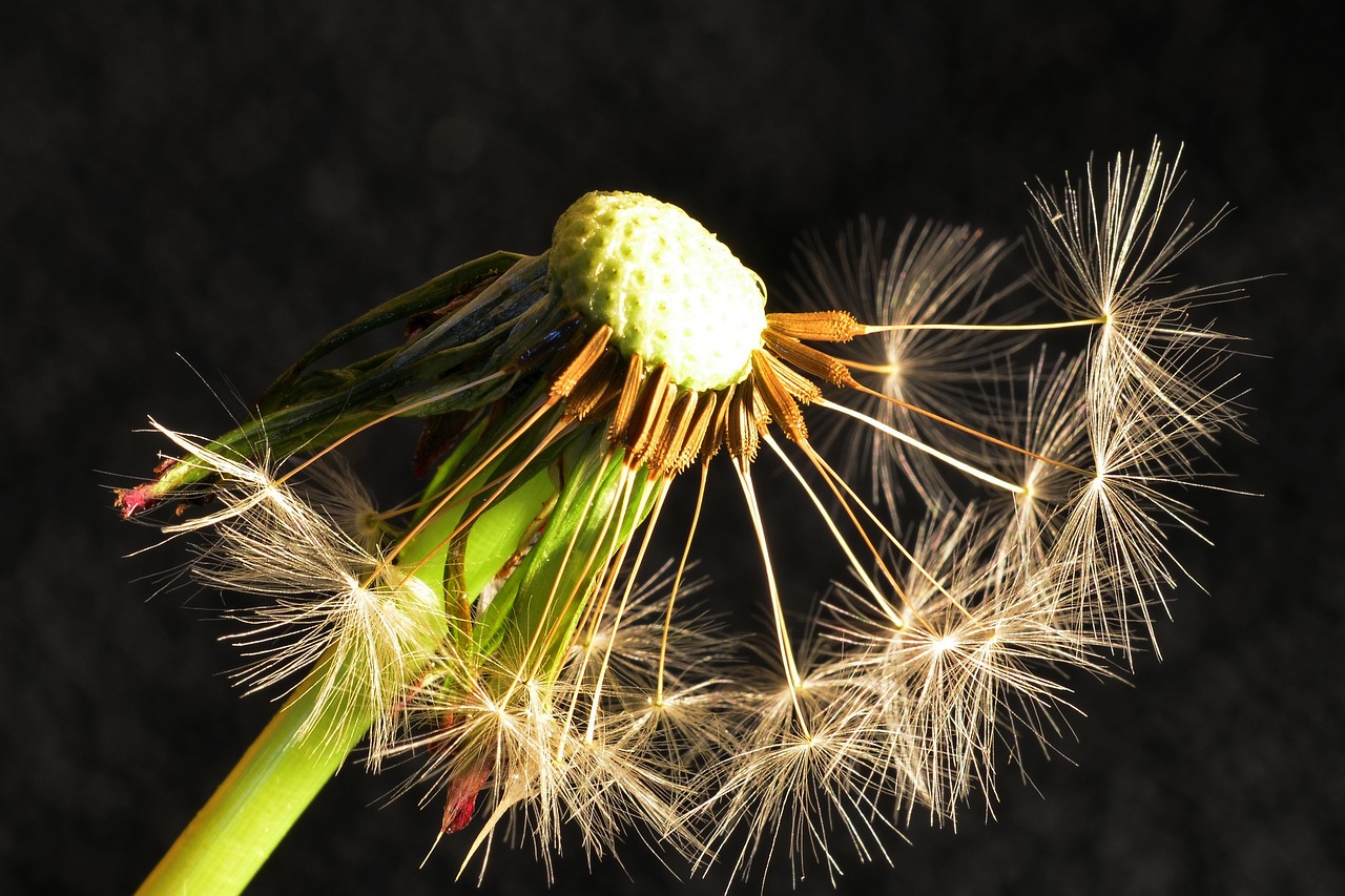 dandelion nature close free photo