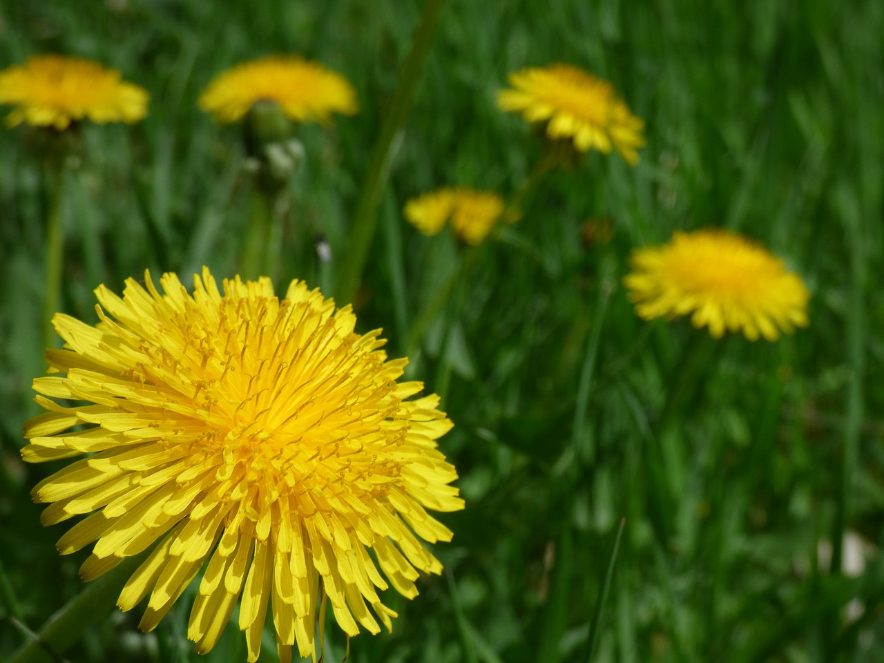 dandelion flower spring free photo