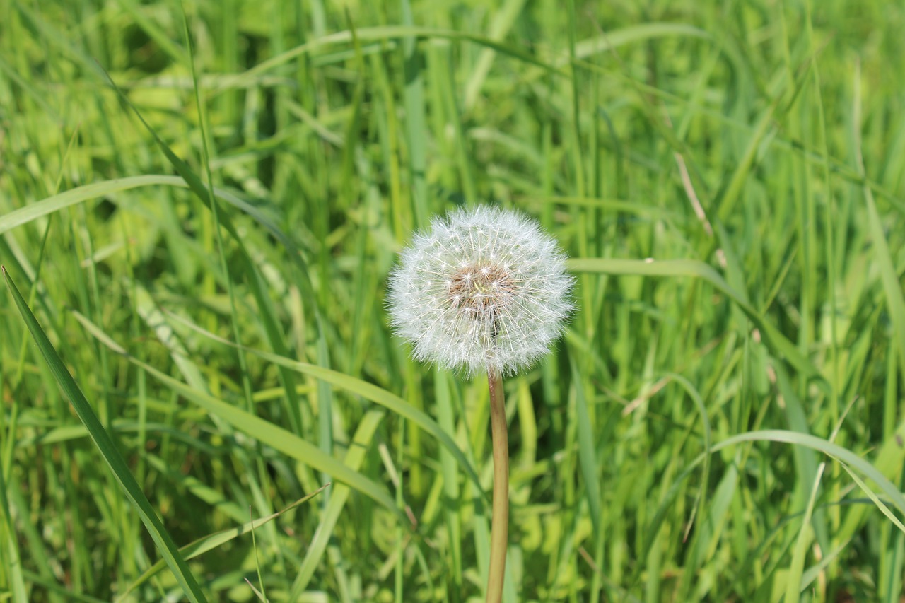 dandelion seed head grass free photo