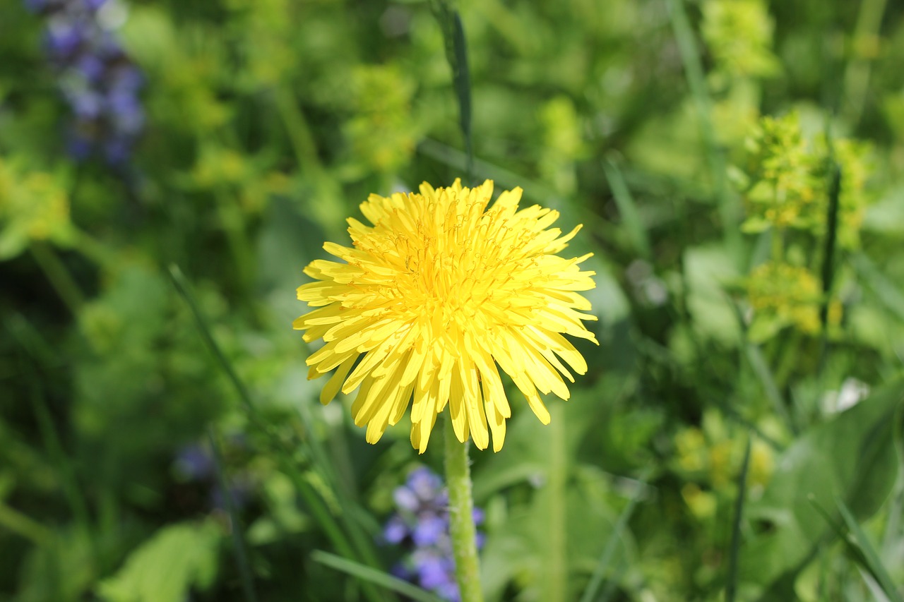 dandelion yellow spring free photo