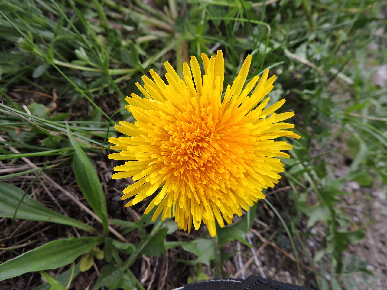 dandelion yellow blossom free photo