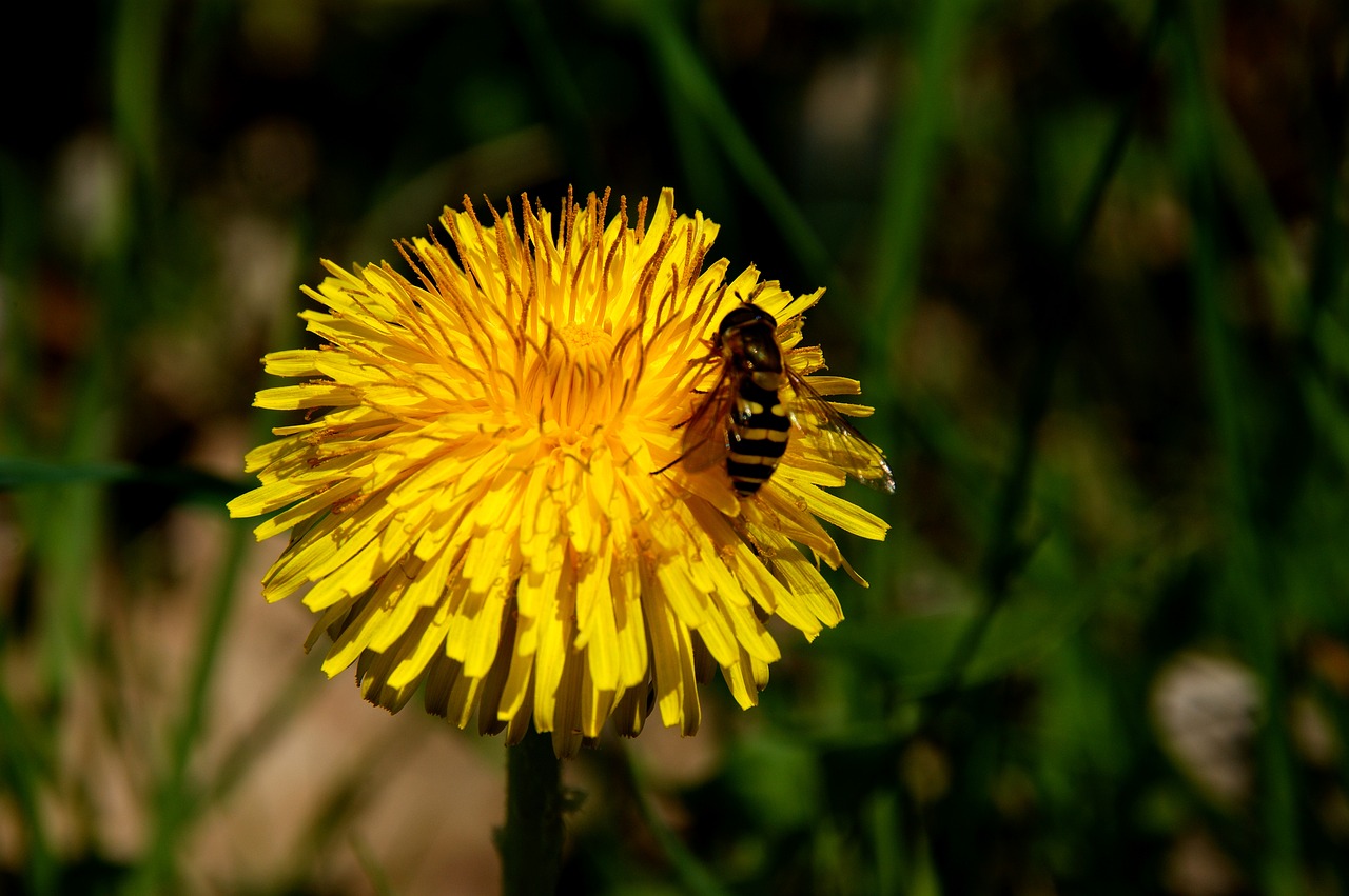 dandelion bee honey bee free photo