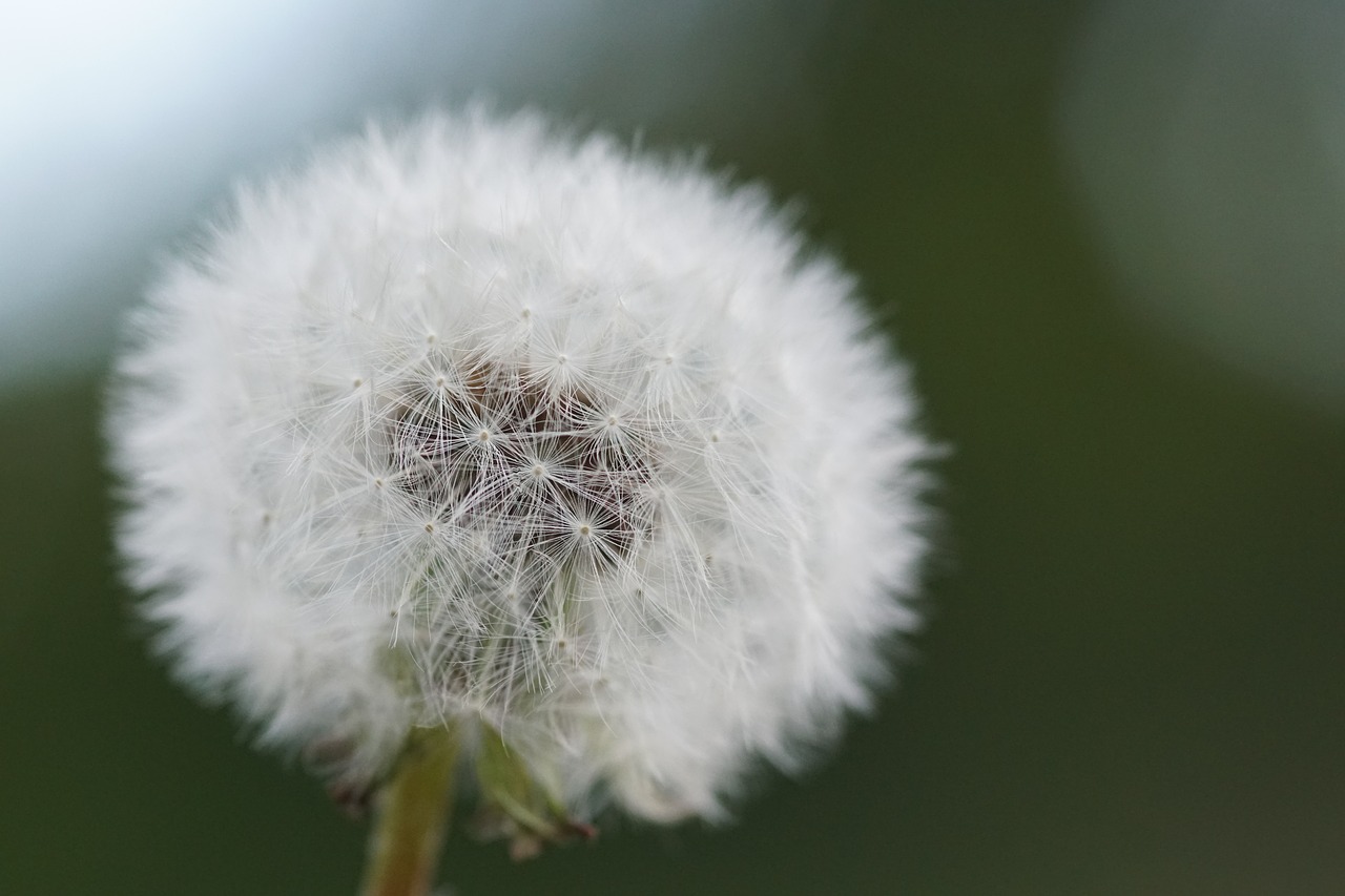 dandelion flower close free photo