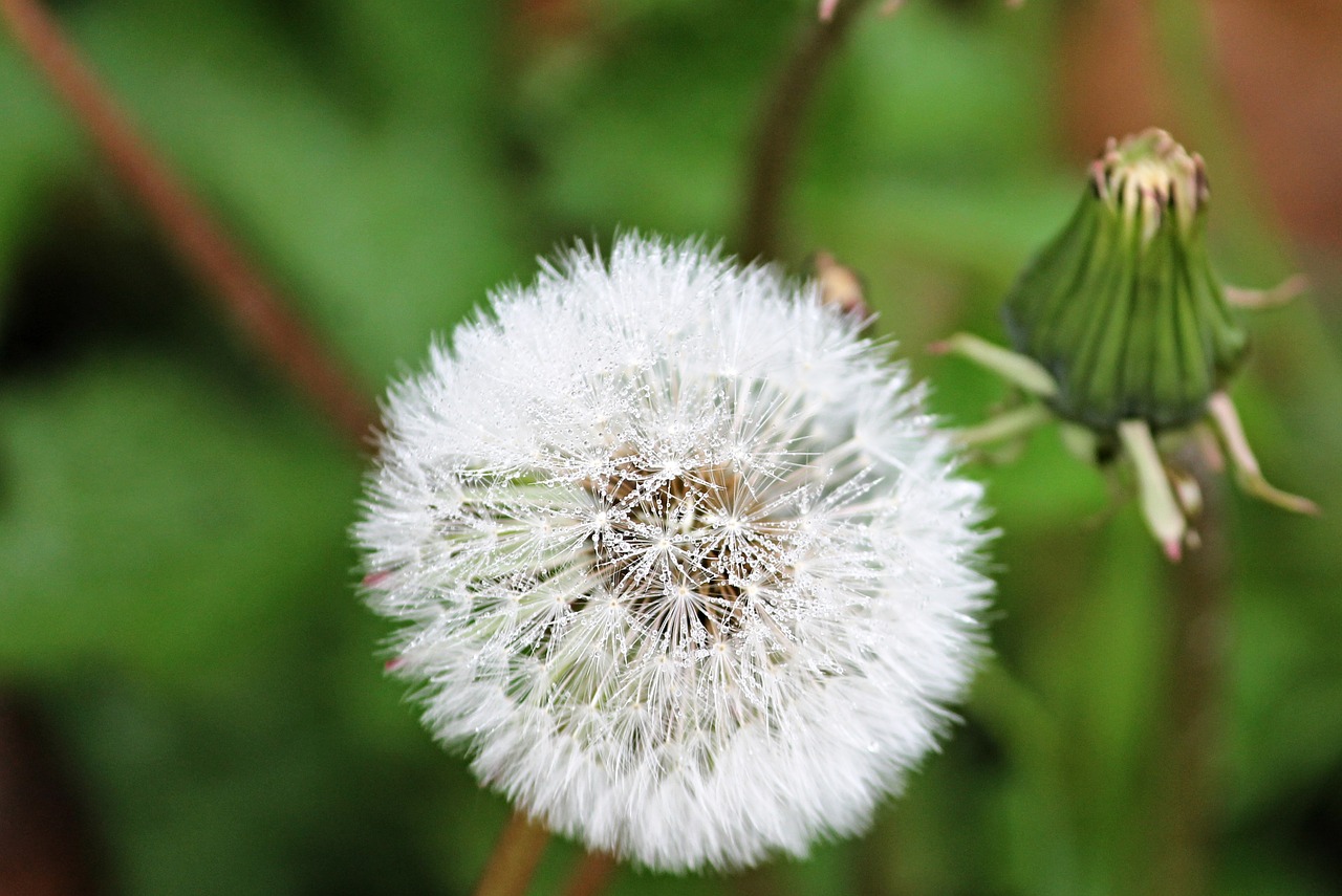 dandelion wet drop of water free photo