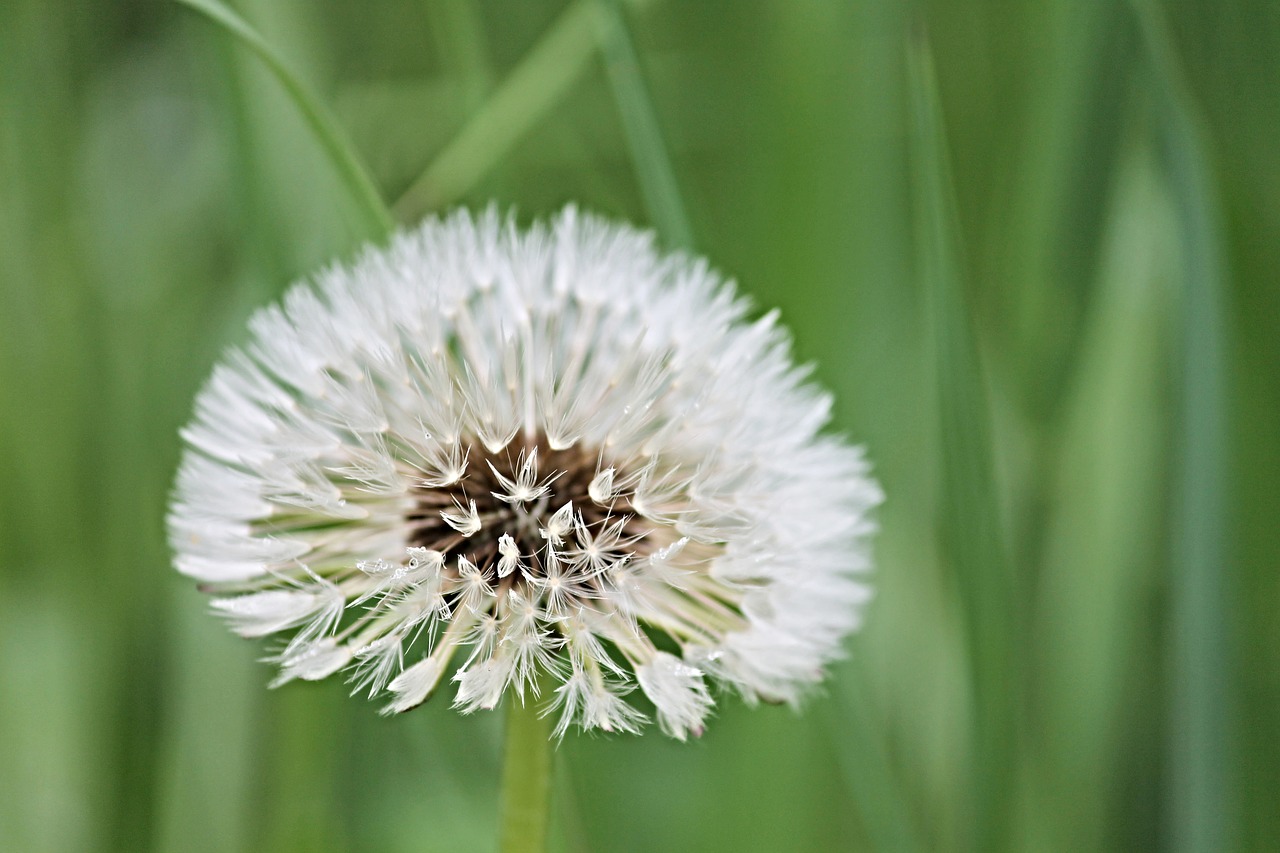 dandelion wet drop of water free photo