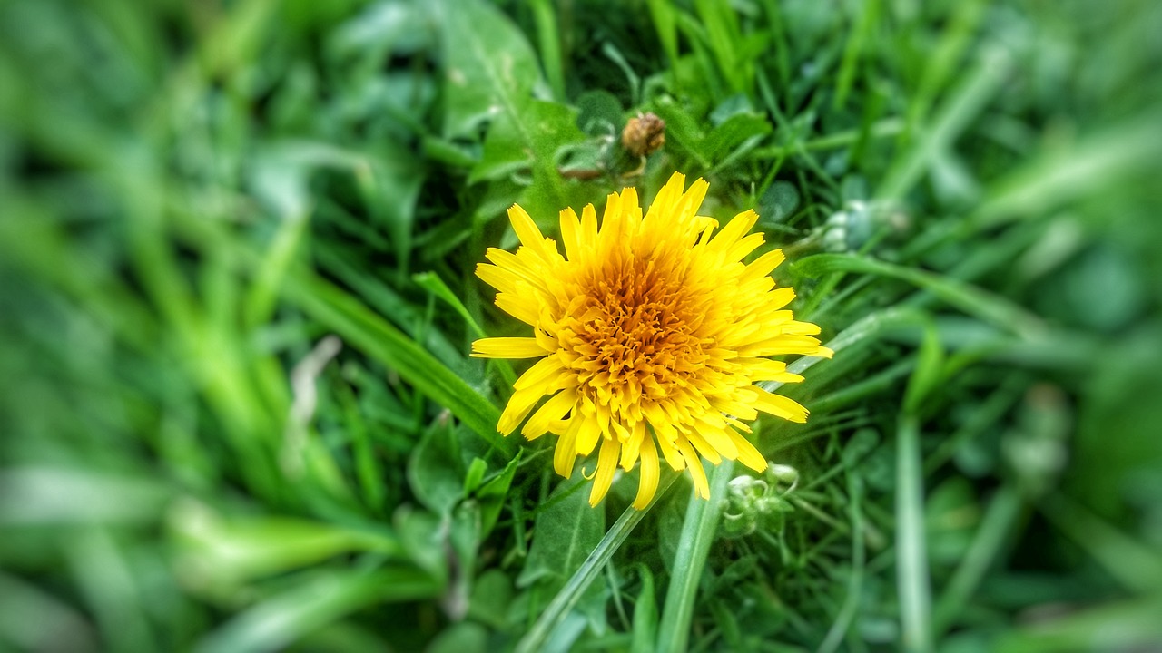 dandelion grass photography free photo