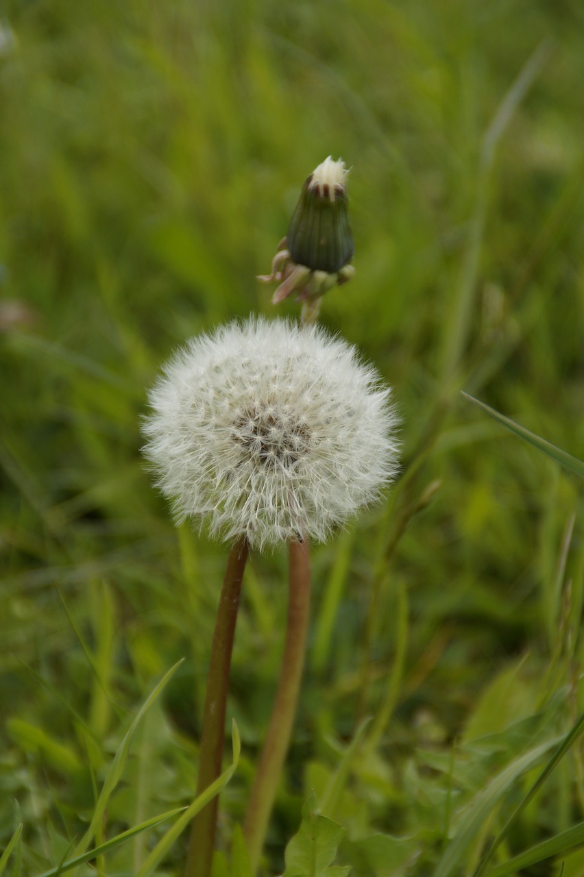 dandelion end-stage close free photo