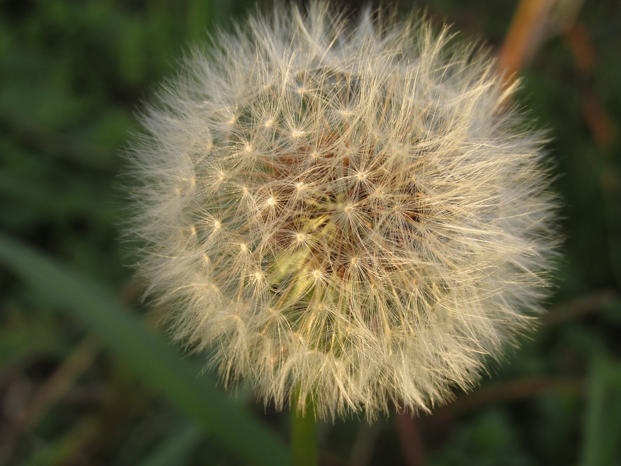 dandelion spring flower free photo