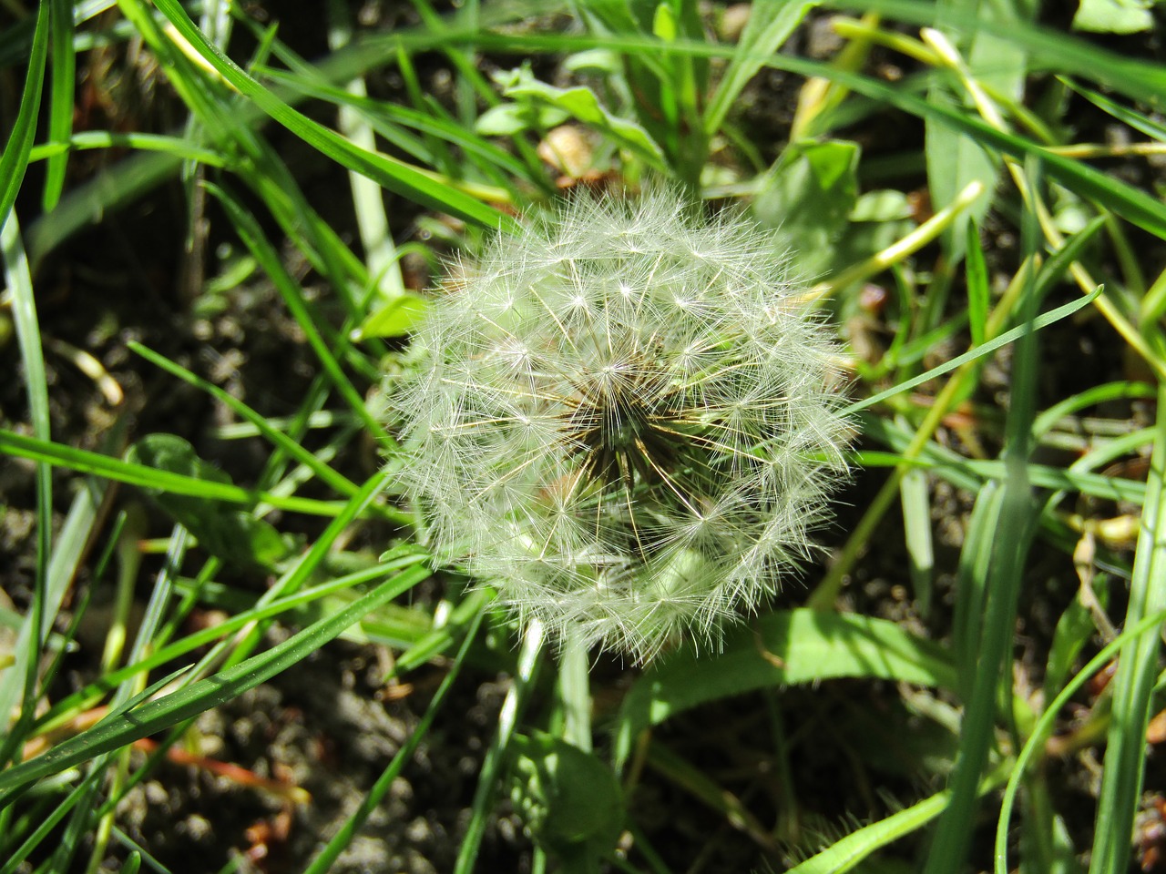 dandelion flower nature free photo