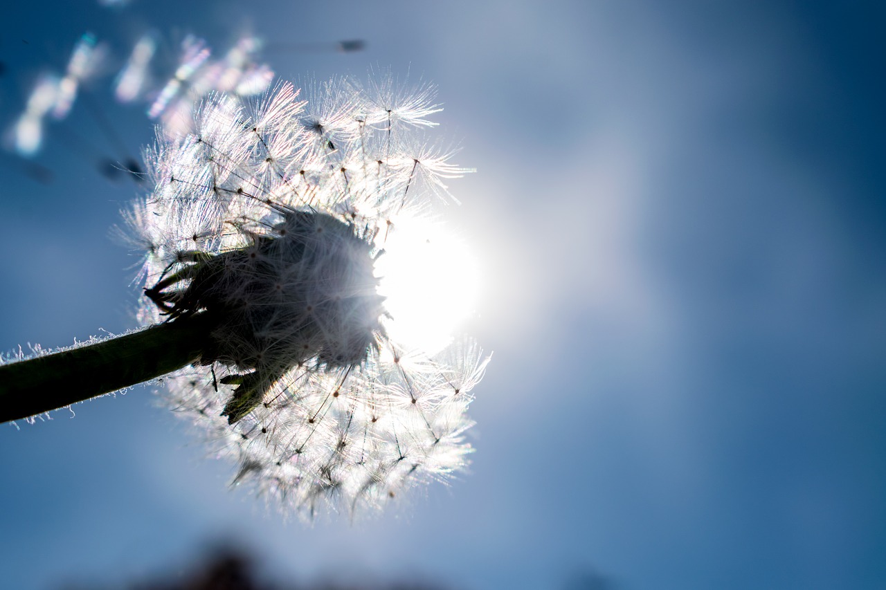 dandelion nature flower free photo