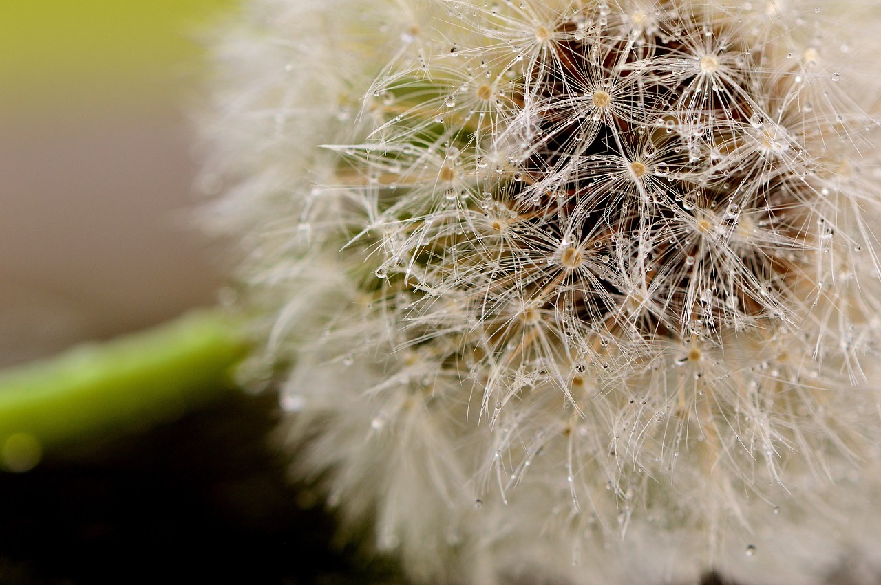 dandelion pointed flower nature free photo