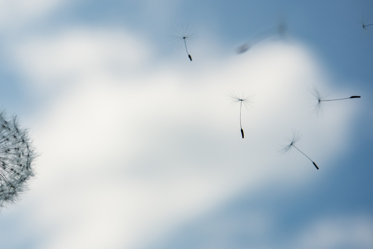 dandelion flying seed blow free photo