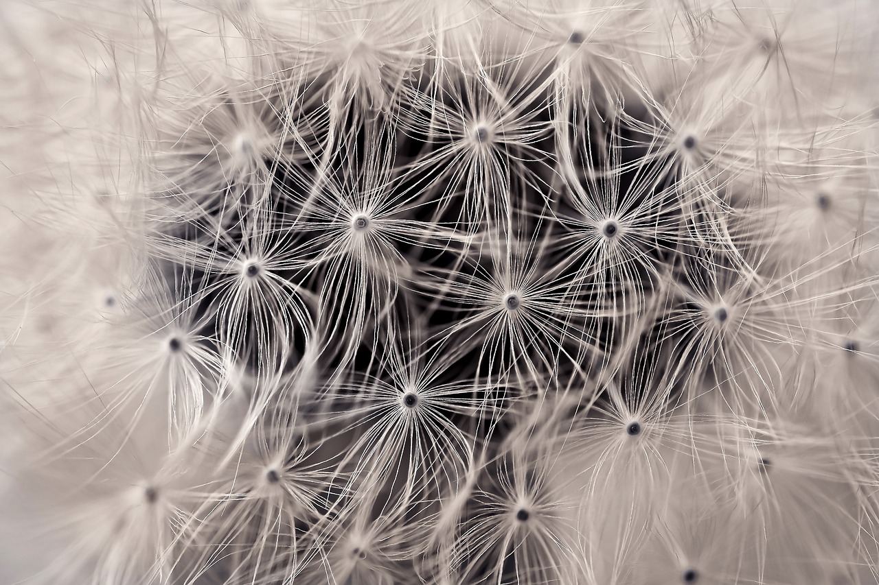 dandelion close pointed flower free photo