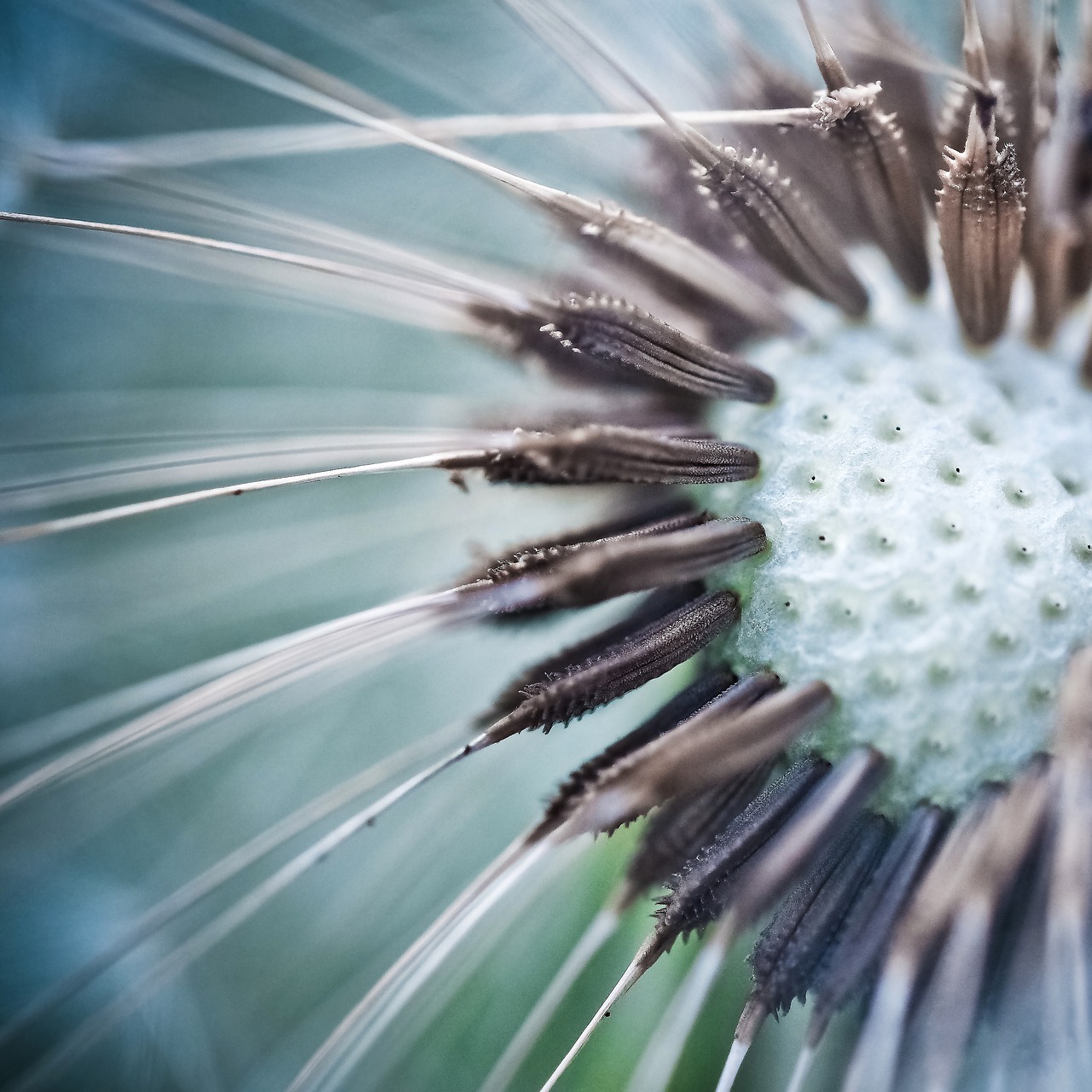 dandelion close pointed flower free photo