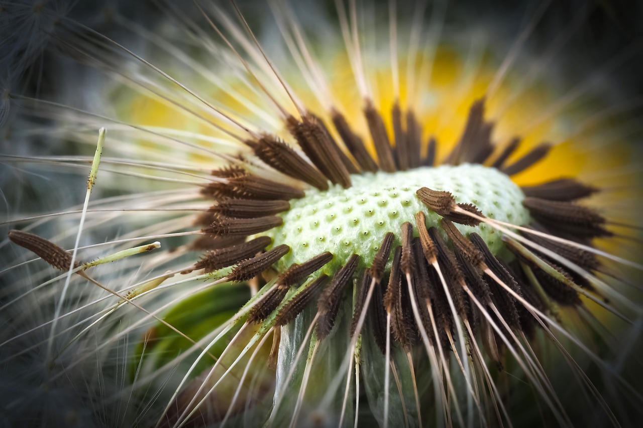 dandelion close pointed flower free photo