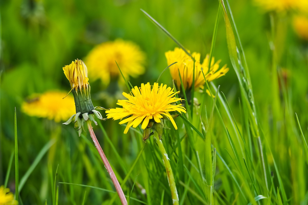 dandelion flower blossom free photo