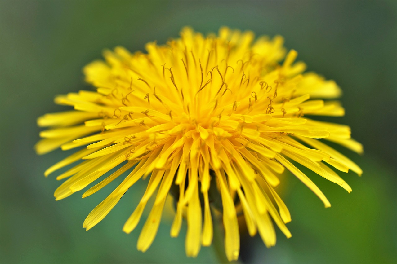 dandelion yellow macro free photo