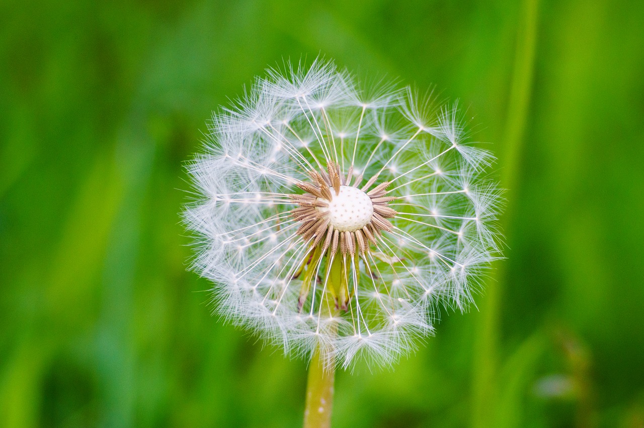 dandelion seeds macro free photo