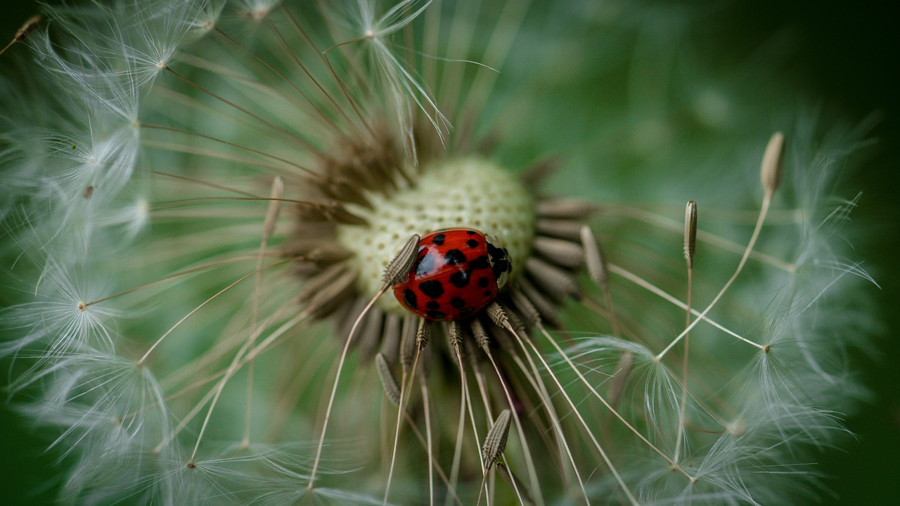 dandelion flower blossom free photo