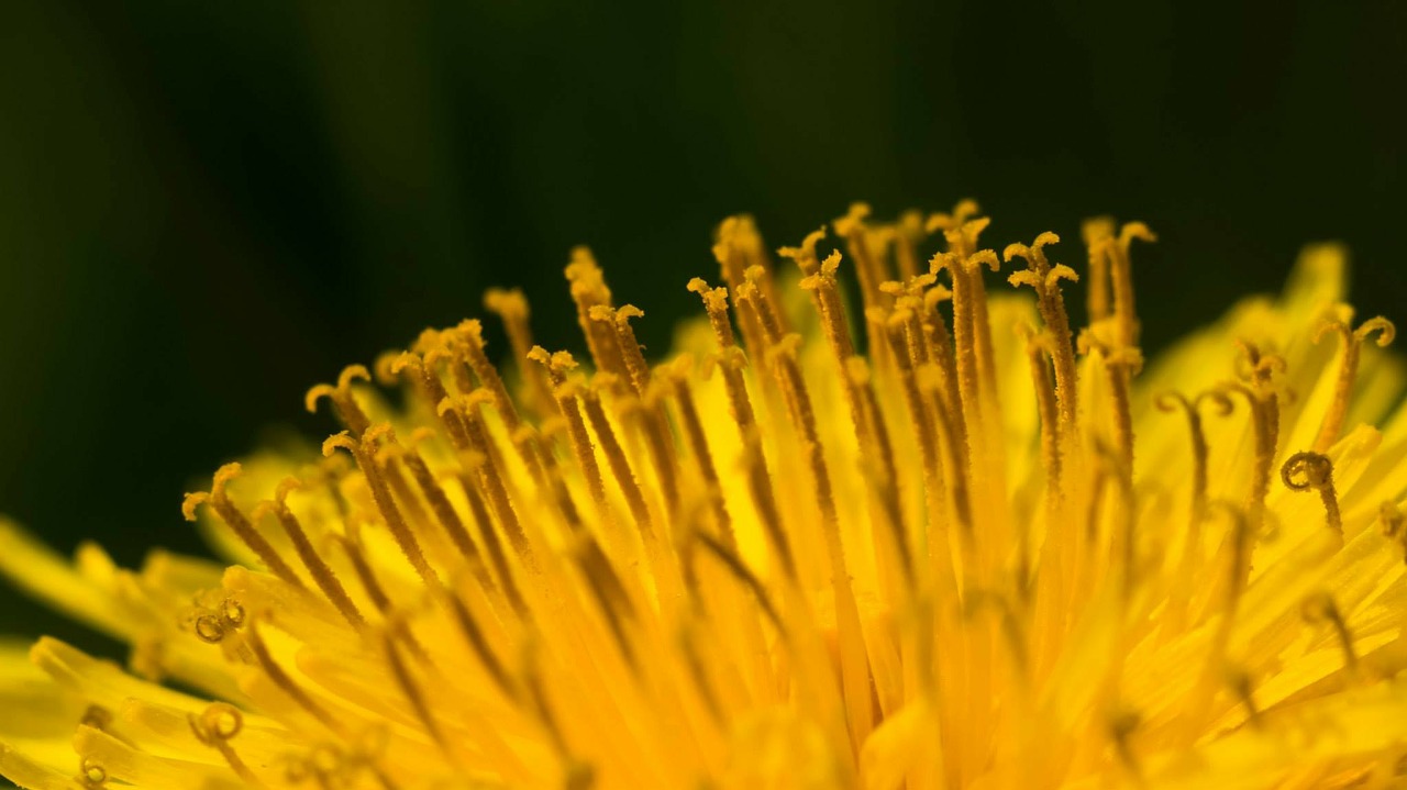 dandelion flower close free photo