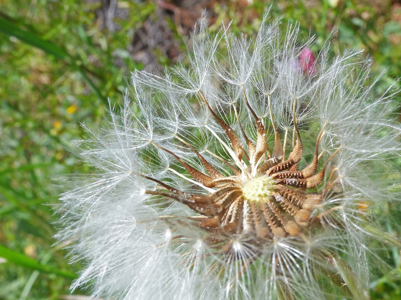 dandelion seeds angelitos free photo