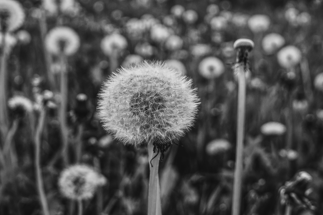 dandelion black white nature free photo